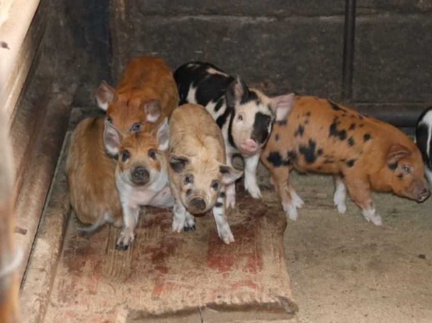 Госветслужба Zабайкалья: В регионе отменены все ограничения по африканской чуме свиней